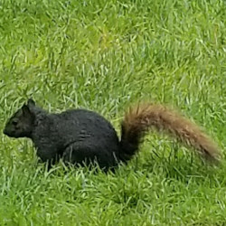 Black squirrel appears near Oberlin College